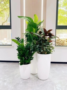 专业余姚植物租摆，给你精致的绿植租赁体验！